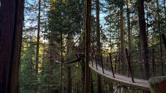 Treetops Adventure walkway with fairy lights at Capilano Suspension Bridge Park Vancouver