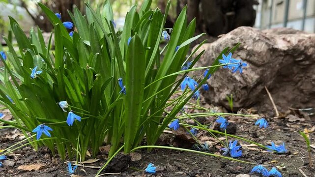 Bluebells - a bush of scilla on a lawn, close-up. 4K footage