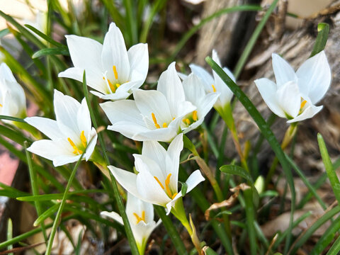 White rain lilies (Zephyranthes sp.) or  fairy lilies are blooming in the garden. so beautiful