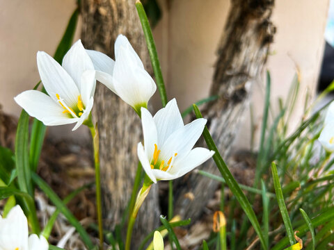 White rain lilies (Zephyranthes sp.) or  fairy lilies are blooming in the garden. so beautiful