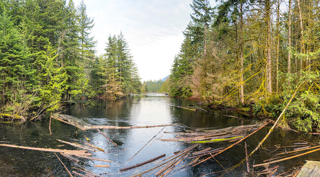 Rice Lake shoreline with fallen logs and conifer forest, Lynn Canyon