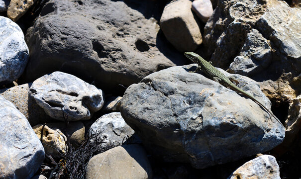 Bocage's wall lizard on rock under the sun