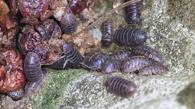 
Close-up of a colony of pill bugs sheltering from the rain in a wall crevice,#002
담벼락 틈새 구멍에 모여 비를 피하고 있는 공벌레 무리 클로즈업 영상 #002


