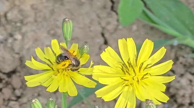 Close-up of a wild bee collecting pollen on a yellow Crepidiastrum (Korean lettuce) flower #002