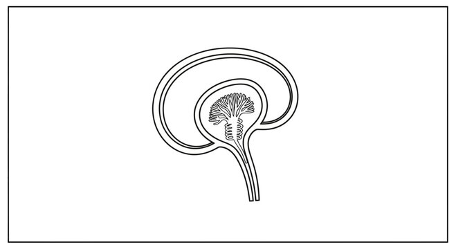 Brain Anatomy Outline Illustration: Cerebellum, Brainstem, and Cerebral Cortex