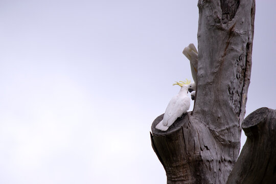 Sulphur crested Cockatoos are recognisable by the prominent yellow crests and curved bills their body is mainly white