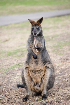 the swamp wallaby is chewing on a twig