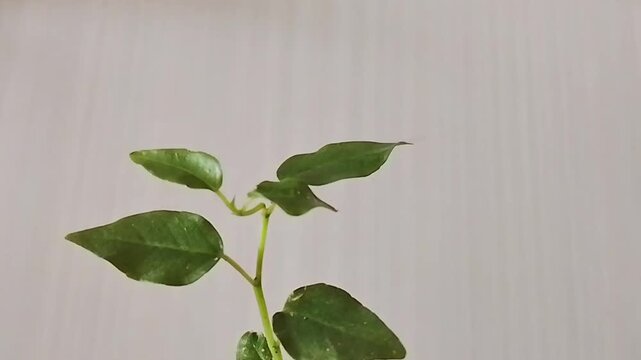 green leaves on the wall,Cinematic 4K footage of a fresh green seedling isolated on a white background, featuring soft light, natural detail, and a clean botanical aesthetic symbolizing growth and sus