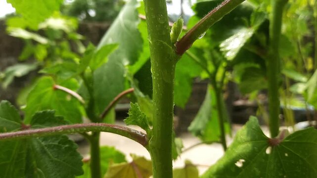 Closeup of a young okra plant stem with green leaves and water droplets in a home garden