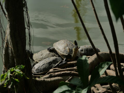 Pond Turtles On Roots