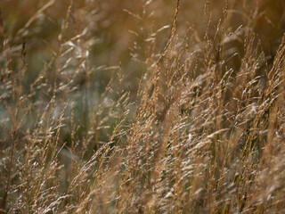 field of hay during autumn flowing in wind © LC Photos