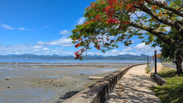 Scenic Fijian coastal landscape view low tide ocean with overhanging tree and red flowers on tropical island Viti Levu in capital city Suva, Fiji