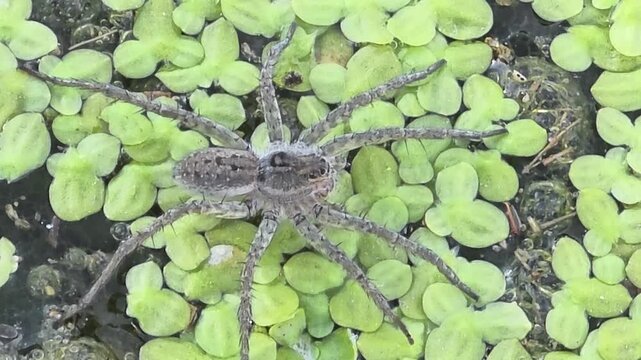 
Close-up of a fishing spider resting on green duckweed in a pond,#002
웅덩이 개구리밥 위에서 다리를 뻗고 휴식을 취하는 황닷거미 클로즈업 영상 #002

