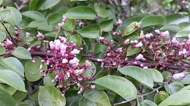 Beautiful Small Purple And White Flowers Blooming On A Star Fruit Tree Swaying In The Wind