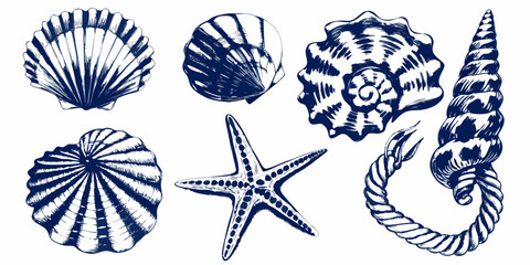 vector illustration of marine shells and starfish on white background © Sabita
