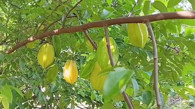A Healthy Tropical Star Fruit Tree Branch Heavily Loaded With Fresh Green And Yellow Carambola Fruits