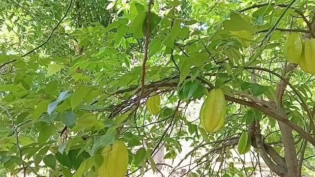 Another Beautiful View Of Healthy Star Fruits Growing On A Leafy Carambola Tree Branch Outdoors