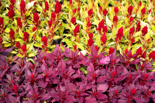 A background of two varieties of Celosia argentea flowers. Concept: cosmetic packaging, web banners and textile prints, landscape design