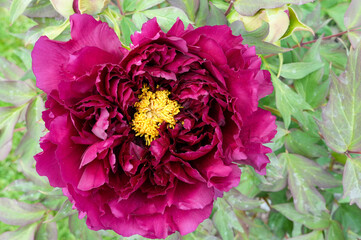 Obraz premium Beautiful purple peony flower in the garden. Close up.