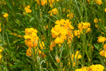 Fototapeta premium Close up of yellow wildflowers in a meadow in spring