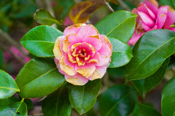 Fototapeta premium Camellia flower blooming in the garden, stock photo. Flowers close-up.