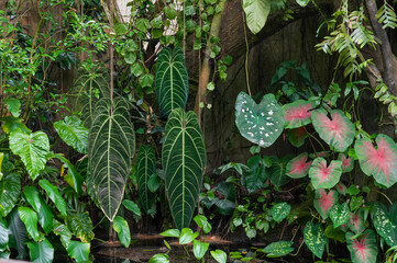 Caladium leaves in the botanical garden. Tropical plants in the garden. © Alina Yermakova