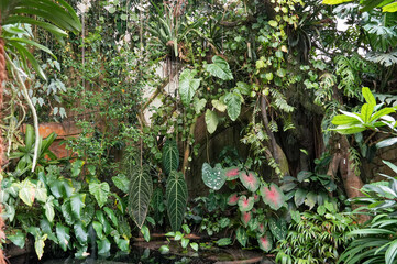 Tropical garden with plants, trees and flowers in botanical garden © Alina Yermakova