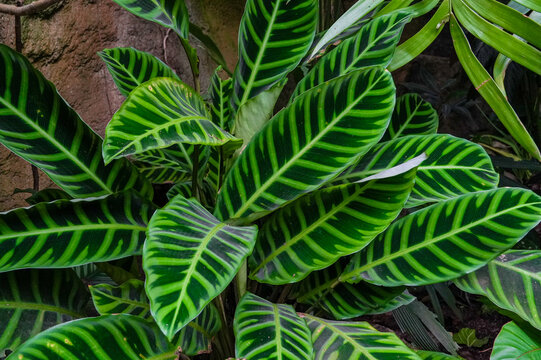 Green leaves of Calathea variegata in the garden. Plants close-up