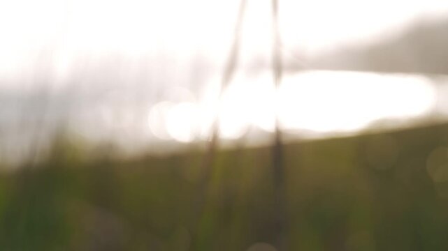 Silhouette of a grassland against the backdrop of a long inlet and the dazzling afternoon sun