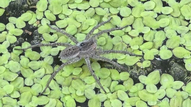 
Close-up of a fishing spider resting on green duckweed in a pond,#003
웅덩이 개구리밥 위에서 다리를 뻗고 휴식을 취하는 황닷거미 클로즈업 영상 #003

