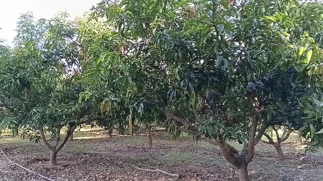 A Well Maintained Lush Green TJC Mango Orchard Plantation In A Tropical Agricultural Farm