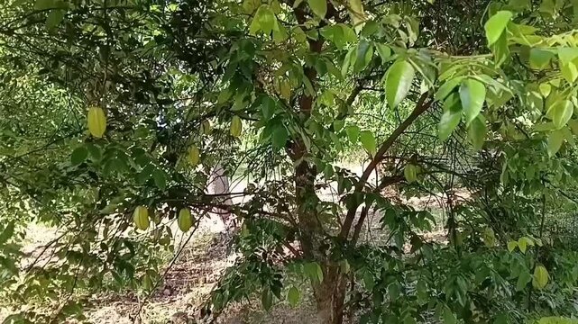 A Tropical Star Fruit Tree Heavily Loaded With Fresh Green Carambola Fruits In An Organic Garden