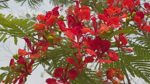 Closeup of a flowering Delonix regia branch with vivid red orange blossoms, green buds, and delicate fern like leaves in natural daylight!