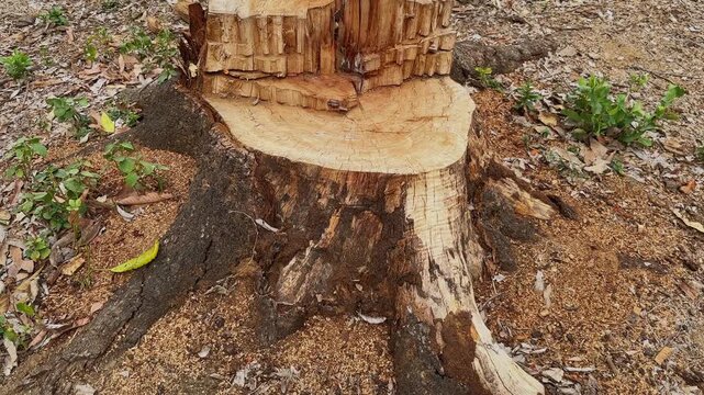 Tilt up shot revealing a freshly cut tree stump with rough chopped wood textures, exposed rings, and scattered sawdust in an outdoor natural setting!