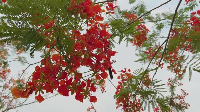 Frame filled with vibrant Delonix regia flowers gently swaying in the wind with lush green foliage and tropical floral canopy against a bright sky!