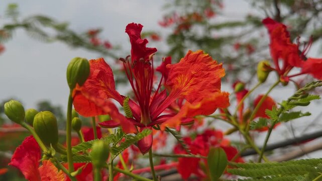 Closeup of vibrant Delonix regia flower with surrounding green buds and delicate foliage showcasing tropical floral beauty in natural daylight!