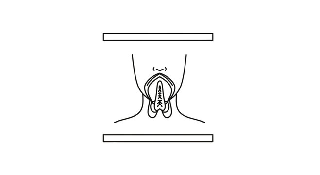 Anatomical illustration of a female vulva, clitoris, labia, and perineum, line drawing.