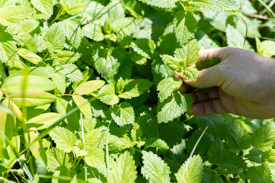 Hand harvesting fresh lemon balm leaves in sunny garden with green foliage and natural outdoor summer background.