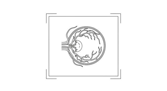 Anatomical Illustration of the Human Eye, Cross-Section Showing Retina and Optic Nerve