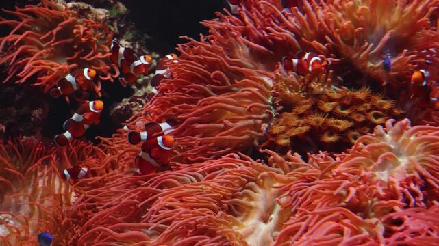 An underwater close up shot of a vibrant red sea star (Pisaster ochraceus,  Pisaster giganteus) clinging to a rock in a marine exhibit. The footage was captured at the Vancouver Aquarium in Stanley Pa