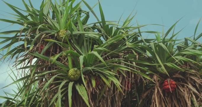 Lush tropical vegetation near the beach with pandanus trees and exotic fruits under a bright sky. Vibrant coastal nature scene, ideal for travel, environment and summer concepts.