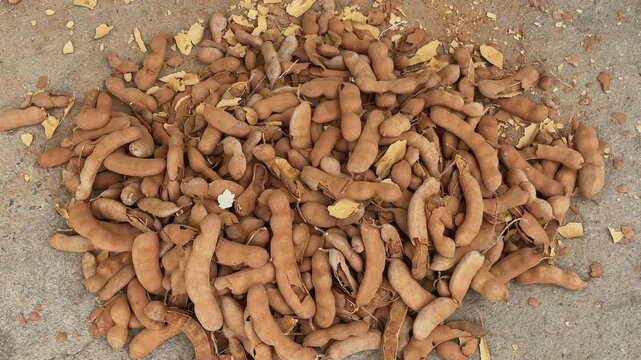 Top view closeup of a pile of dried tamarind pods scattered on a rough concrete surface with natural earthy textures and organic shapes in daylight