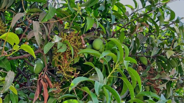 Multiple raw green mangoes growing among dense glossy leaves and flowering branches on a tropical mango tree in daylight!