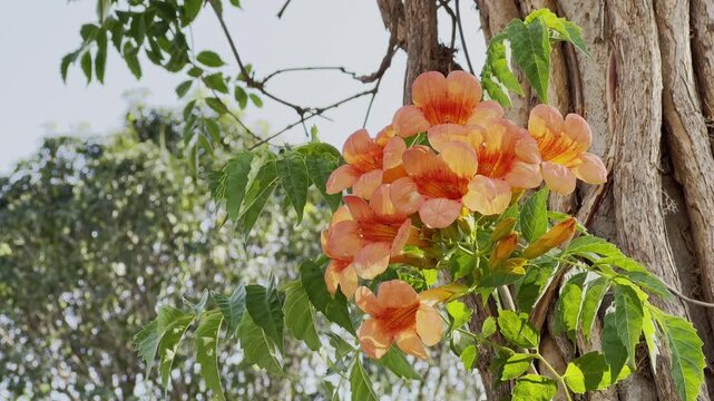 Bright orange trumpet vine flowers blooming on a climbing creeper wrapped around a tree trunk in natural daylight with green foliage!
