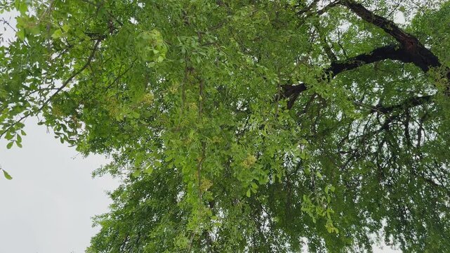 Low angle view of a Kaitha tree canopy with dense green foliage and small flower clusters hanging from branches against an overcast sky in natural daylight!