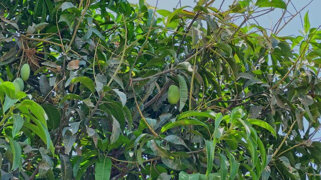 Raw green mango hanging from branches surrounded by dense glossy leaves in natural daylight on a tropical mango tree!