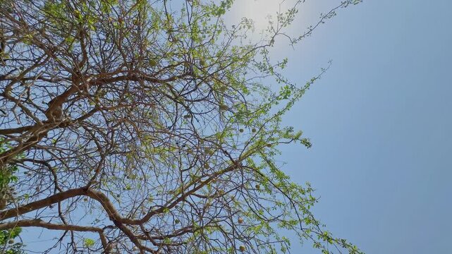 Upward tracking shot of thin bael tree branches with fresh green leaves and scattered fruits under a bright clear blue sky!