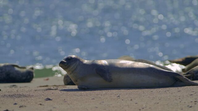 Harbor Seal Lying On Sandy Beach With Sparkling Ocean Background