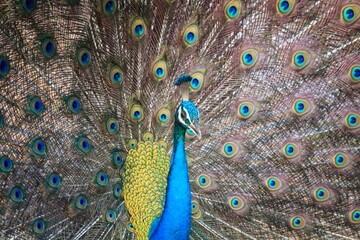 Fototapeta premium Indian Peafowl Displaying Vibrant Feathers in Sri Lanka National Park