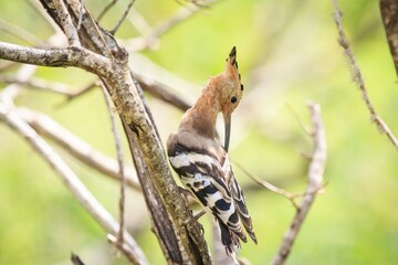 Eurasian Hoopoe Perched on Branch in Sri Lanka Wild Nature © Bossa Art